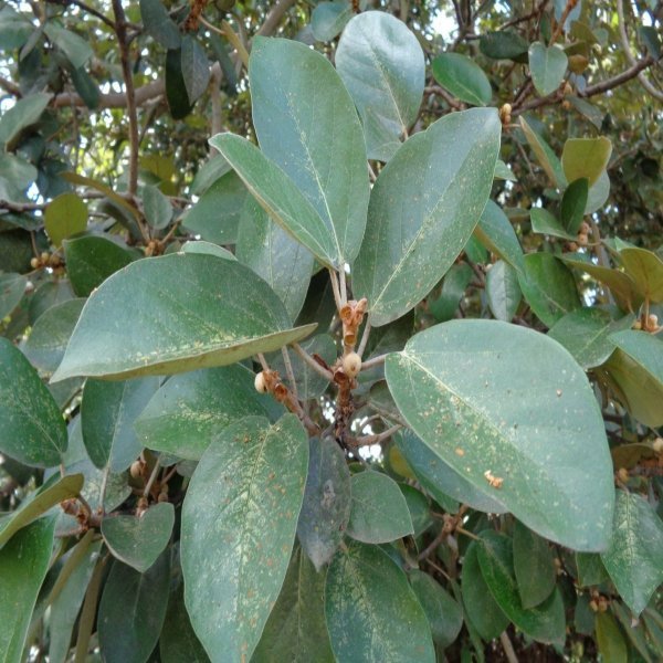 ML-1508-kalatthi-2.jpg Buy ficus mollis, kalatthi, கல் அத்தி - Live
plant online shopping for sale - Image 1