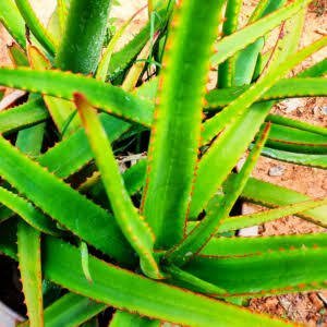 Buy Pulli illa sivapu katrazhai, No dot - red aloe, 
புள்ளி இல்லா சிவப்பு 
கற்றாழை - Live plant online shopping for sale