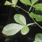 Buy kaattu vilvam, wild native vilvam, forest bilpatre - Live 
plant online shopping for sale