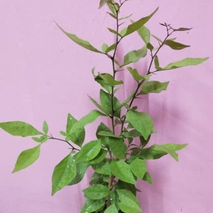 Buy Maa Vilvam - Mango smell - Live plant online shopping for 
sale