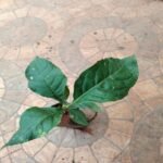 Buy karpura vilvam - Parvatha malai, Kapur bilpatre - Live plant 
online shopping for sale
