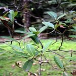 Buy kanai erumai virutcham, கணை எருமை 
விருட்சம் - Live plant online shopping for sale