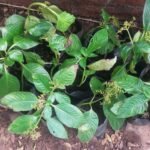 Buy Ophiorrhiza mungos, keeri purandan mooli, Keeripullai plant, 
mangoose plant, Sarahati, सरहटी - Live plant online 
shopping for sale