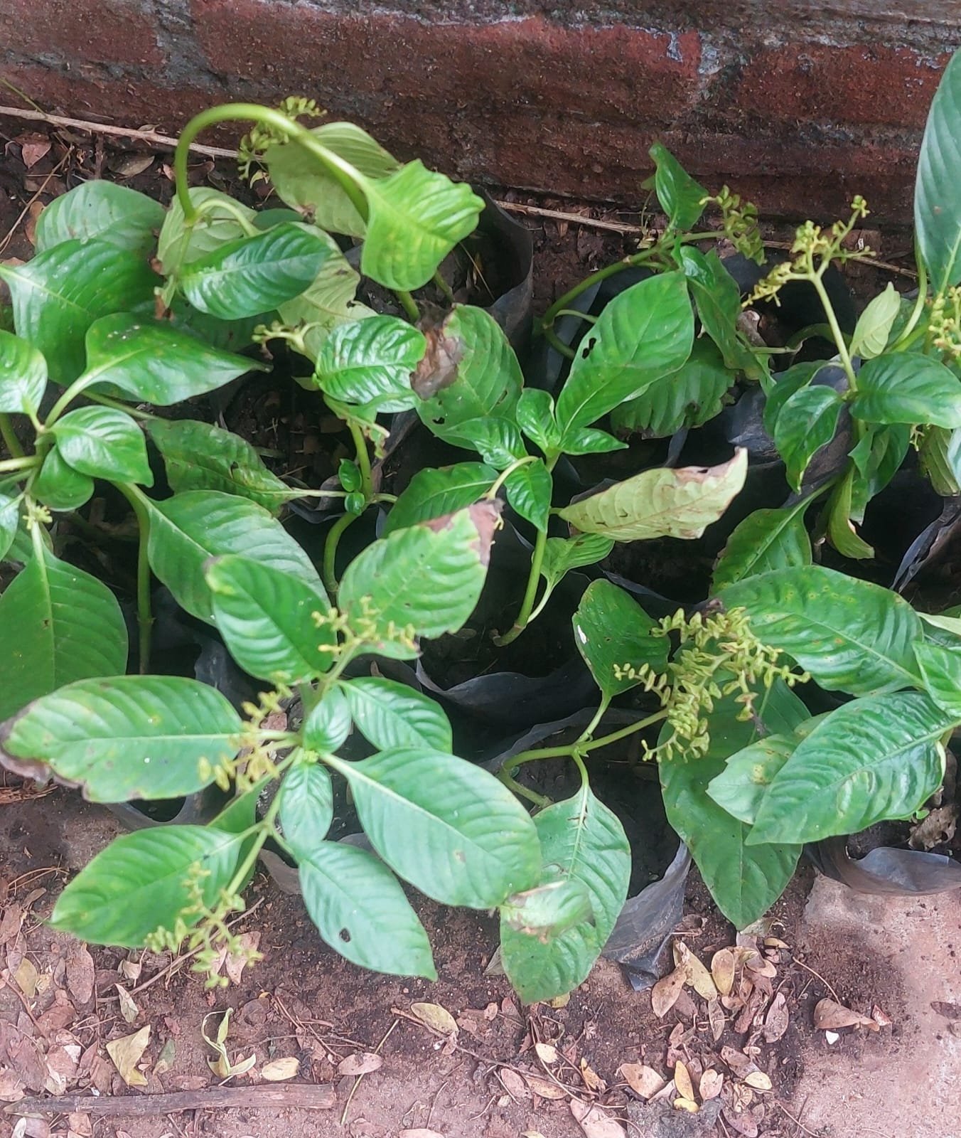 ML-1523-keeri-purandan-mooli-2.jpeg Buy Ophiorrhiza mungos, keeri purandan mooli, Keeripullai plant,
mangoose plant, Sarahati, सरहटी - Live plant online
shopping for sale - Image 1