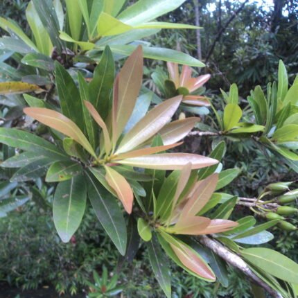 madhuca neriifolia