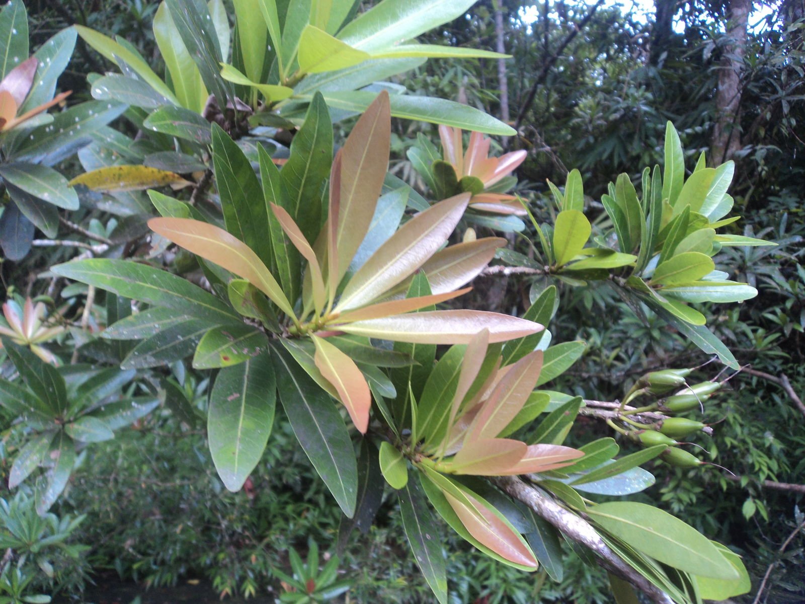 Madhuca neriifolia madhuca neriifolia
