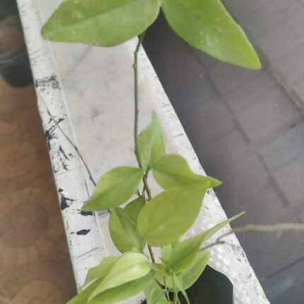 Maerua oblongifolia