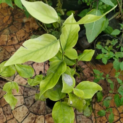 Maerua oblongifolia
