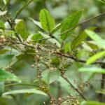 Buy Maesa indica - Live Plant Online Shopping for Sale