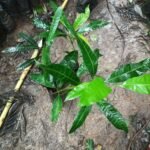 Buy Magnifera Zeylanica, Thema, தேமா, காட்டு 
மா, srilankan mango, kattu maa - IUCN Threatened, Kumbam - 
Poorattathi nakshathra - paatham1, 2, 3 - Live plant online 
shopping for sale