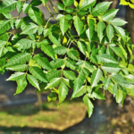 Buy Malabar Neem, melia dubia, malai vembu, kadubevu, 
munnatikara, மலை வேம்பு - Live plant online 
shopping for sale