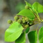 Buy wattatali, komati, konalilai, karujaphara, konda - kanchanamu, mallotus repandus, sitrilai kungumam - Live Plant Online Shopping for Sale