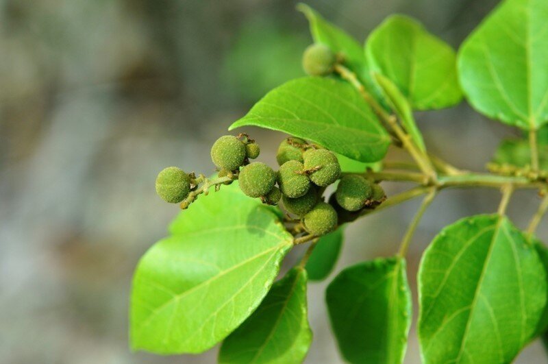 Mallotus-repandus.jpg Buy wattatali, komati, konalilai, karujaphara, konda - kanchanamu, mallotus repandus, sitrilai kungumam - Live Plant Online Shopping for Sale - Image 1