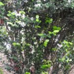 Buy Malpighia coccigera - Live Plant Online Shopping for Sale