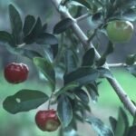 Buy Malpighia glabra - Live Plant Online Shopping for Sale