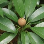 Buy Manilkara zapota - Chikoo - Live Plant Online Shopping for 
Sale