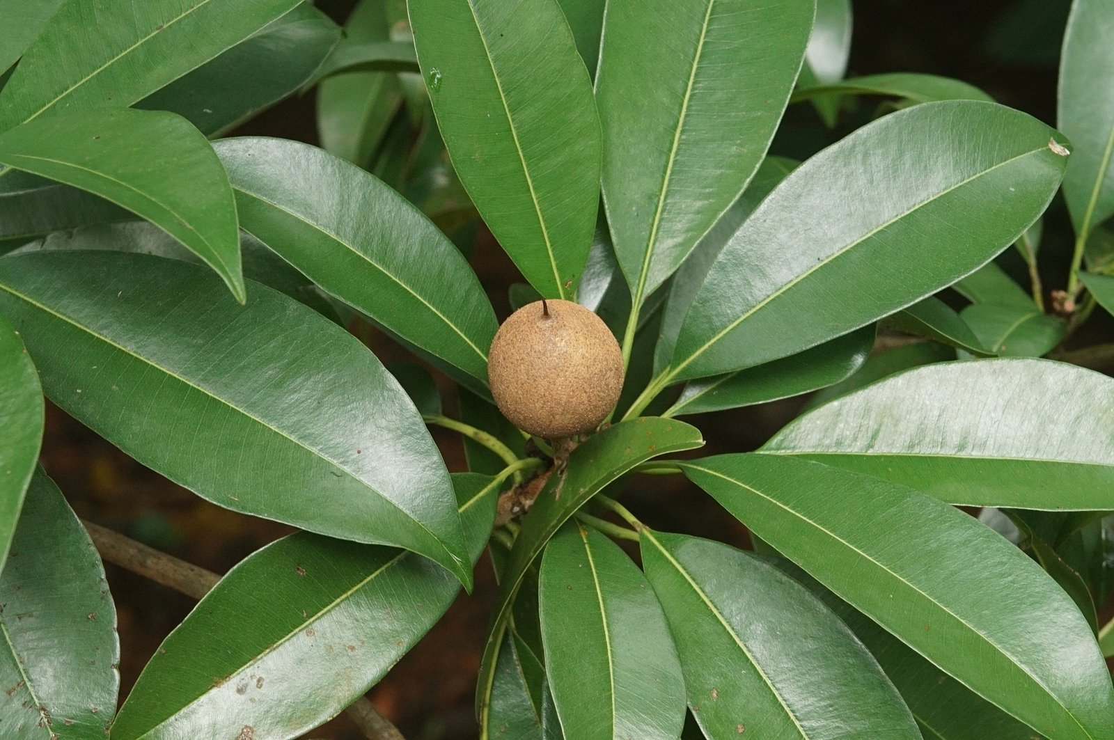 Manilkara_zapota___Chikoo-1.jpg Buy Manilkara zapota - Chikoo - Live Plant Online Shopping for
Sale - Image 1