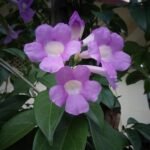 Buy Mansoa alliacea - Live Plant Online Shopping for Sale