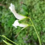 Buy Maranta arundinaceae - Live Plant Online Shopping for Sale