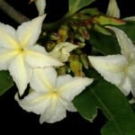 Buy Mascarenhasia arborescens - Live Plant Online Shopping for 
Sale