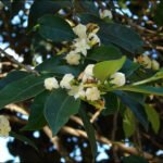 Buy Mascarenhasia arborescens - Live Plant Online Shopping for 
Sale