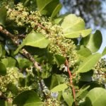 Buy Maytenus emarginata - Live Plant Online Shopping for Sale