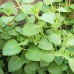 Buy Dhoop, Sambrani, Kungiliyam, Kunthirikam, Shorea ovata - 5kg 
bag 3 to 4feet - live plant online shopping for sale