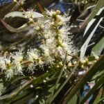 Buy Melaluca leucodendron - Live Plant Online Shopping for Sale