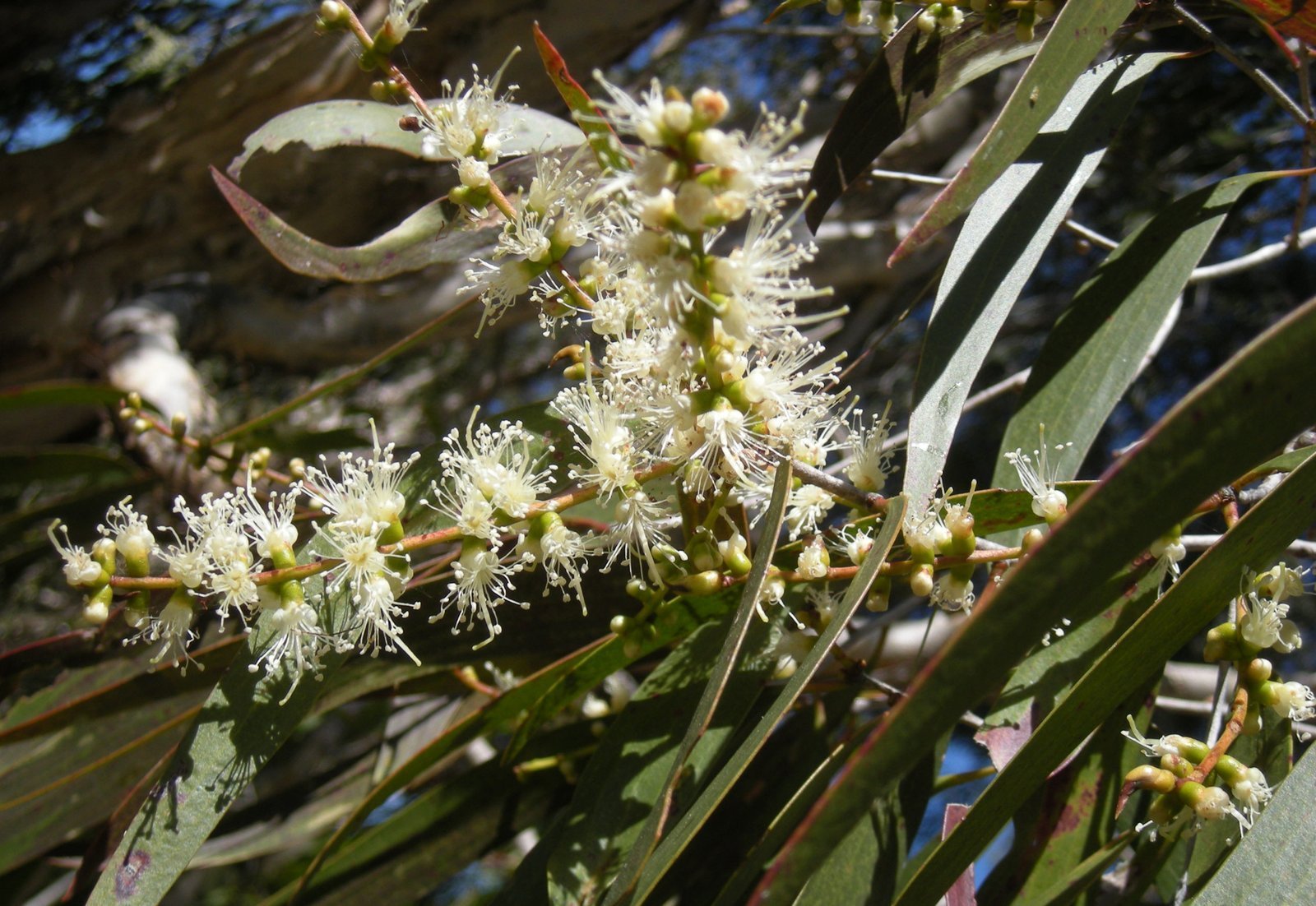 Melaleuca_leucadendron.jpg Buy Melaluca leucodendron - Live Plant Online Shopping for Sale - Image 1