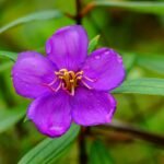 Buy Melastoma malabathricum - Live Plant Online Shopping for Sale