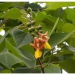 Buy Melia arborea - Live Plant Online Shopping for Sale