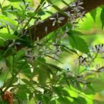 Buy Melia azedarach cv - Live Plant Online Shopping for Sale