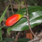 Buy Melodinus monogynus, Melodinus cochinchinensis, mountain 
orange - Live plant online shopping for sale