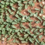 Buy Merremia Tridentata, முதியார் 
கூந்தல், mudhiyor Koonthal, muthiyar koonthal, 
Gadha Prasarini, gandhali, गांधली - Herbal live plant 
online shopping for sale