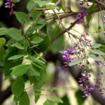 Buy Millettia peguensis - Live Plant Online Shopping for Sale