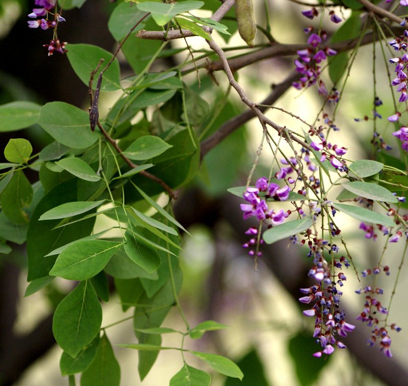 SONY DSC Buy Millettia peguensis - Live Plant Online Shopping for Sale - Image 1