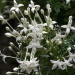 Buy Millingtonia hortensis - Live Plant Online Shopping for Sale