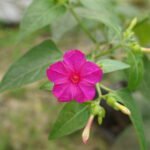 Buy Four-o' Clock Plant Plant Online | Mirabilis jalapa