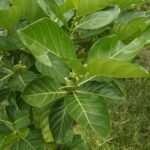 Buy Morinda citrifolia - Live Plant Online Shopping for Sale