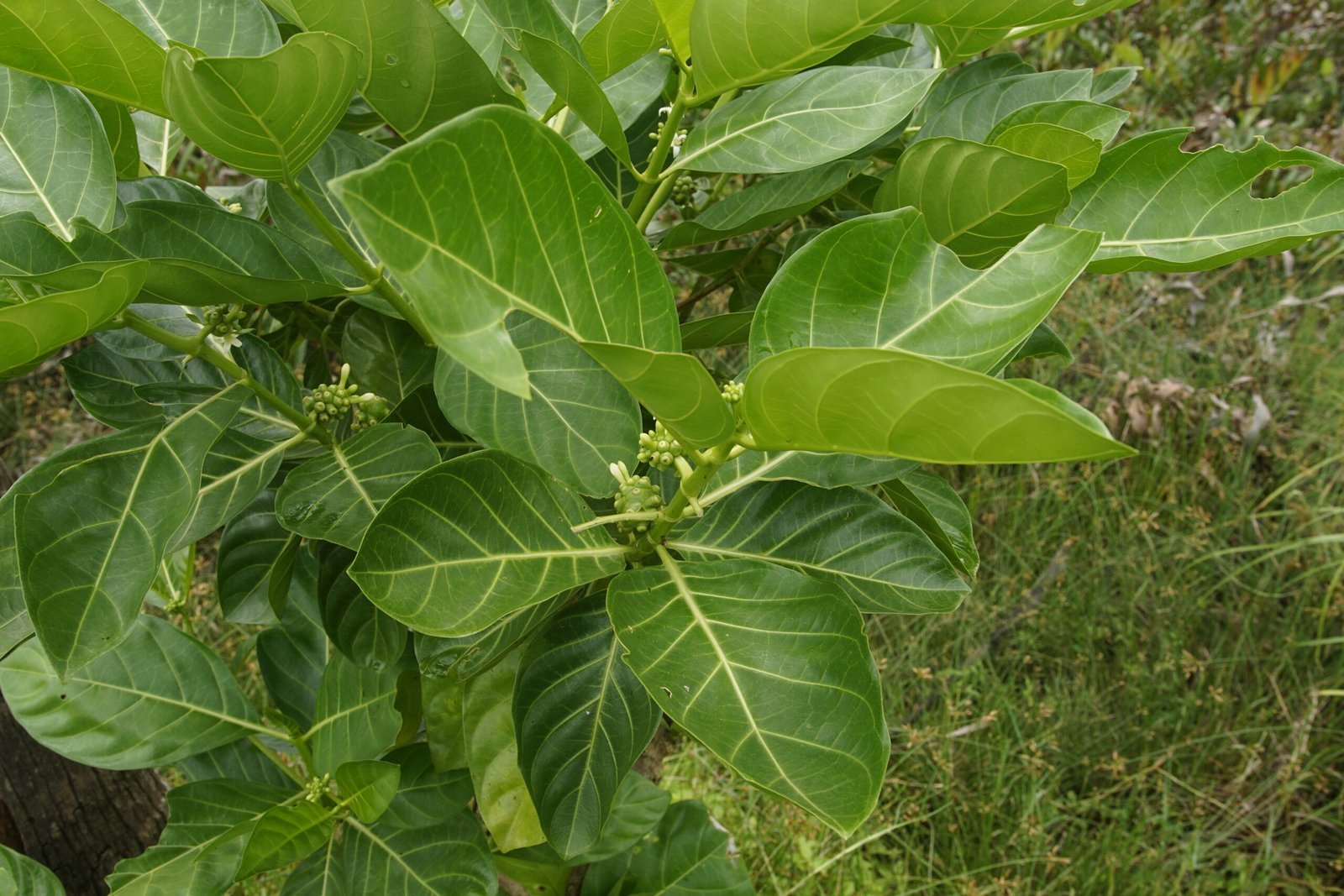 Morinda_citrifolia_0200-scaled-1.jpg Buy Morinda citrifolia - Live Plant Online Shopping for Sale - Image 1