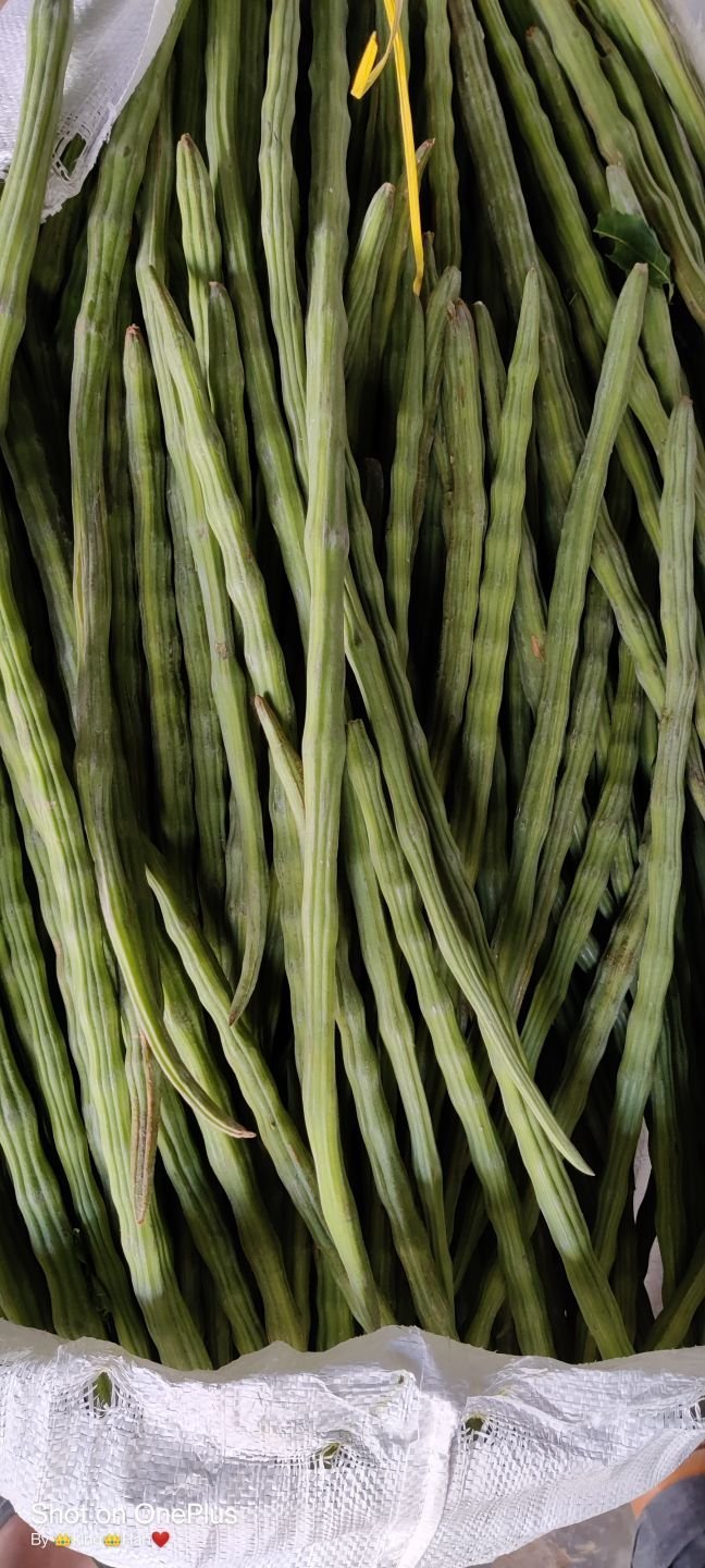 Moringa_oleifera_in_india.jpg Buy Moringa oleifera - Live Plant Online Shopping for Sale - Image 1