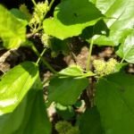 Buy Morus indica, Indian mulberry, Shehtoot, pattupuzhu chedi - 
Live plant online shopping for sale