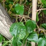 Buy Morus nigra - Live Plant Online Shopping for Sale