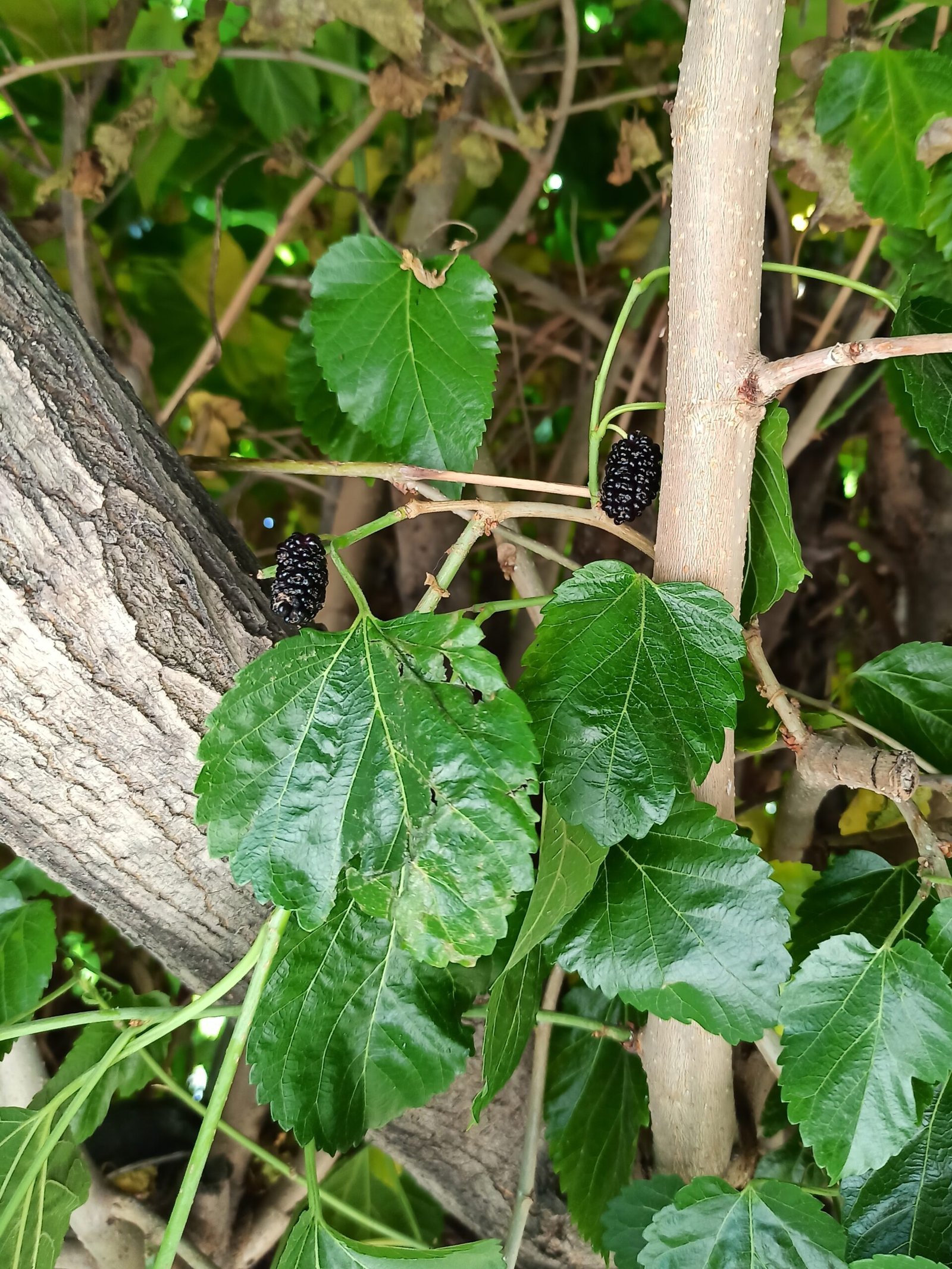 Morus_nigra_-_fruit_and_leaves-scaled-1.jpg Buy Morus nigra - Live Plant Online Shopping for Sale - Image 1