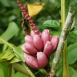 Buy Musa velutina - Live Plant Online Shopping for Sale