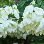 Buy Mussanda frondosa - Live Plant Online Shopping for Sale