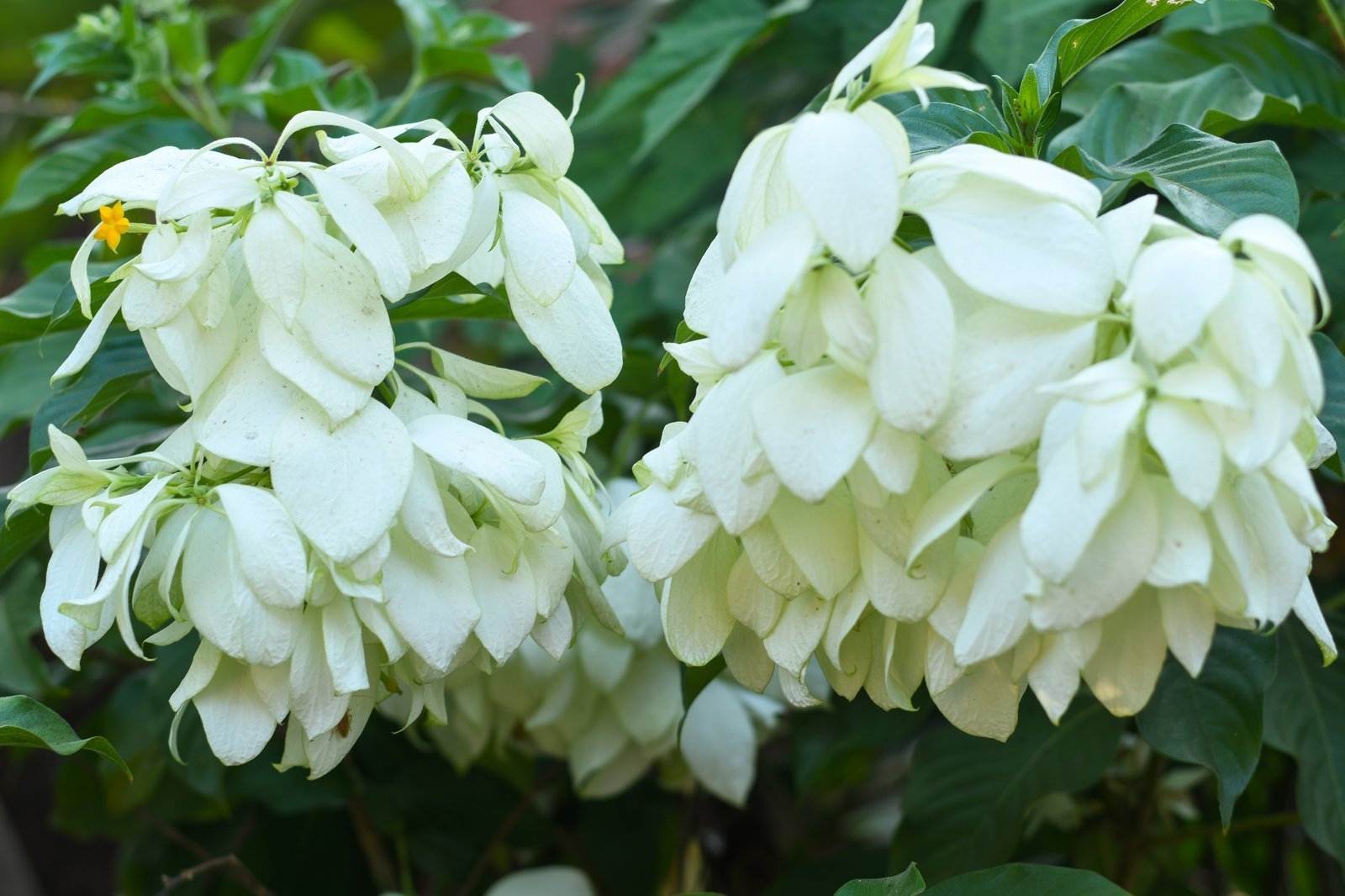 Mussaenda_frondosa.jpg Buy Mussanda frondosa - Live Plant Online Shopping for Sale - Image 1