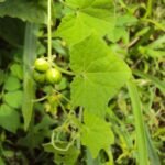 Buy Musumusukkai, Mukia, Maderaspatana - Live Plant Online 
Shopping for Sale