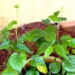 Buy Nagavalli, nagathali kodi - Live Plant Online Shopping for 
Sale