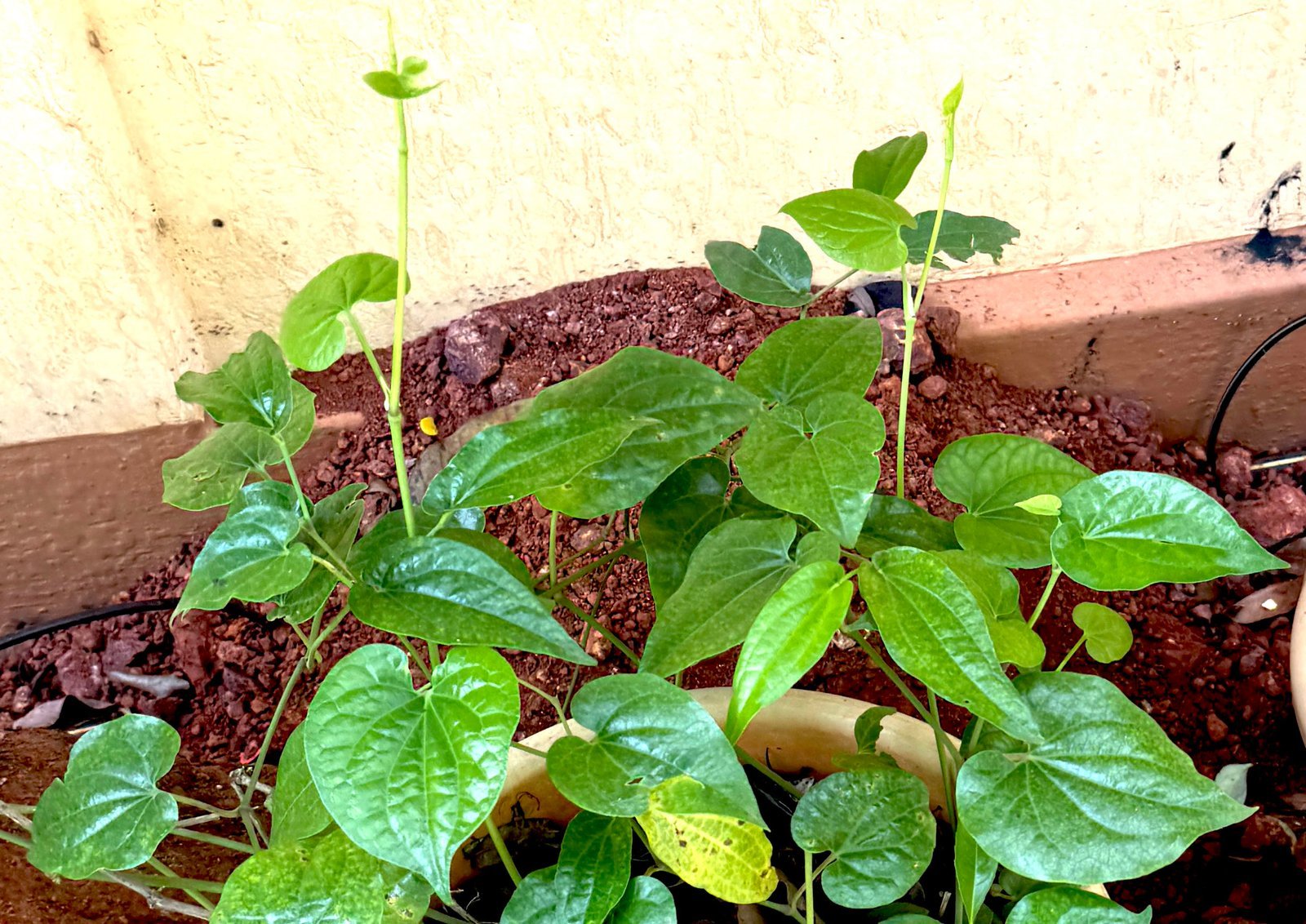 Nagavalli___Piper_betle.jpg Buy Nagavalli, nagathali kodi - Live Plant Online Shopping for
Sale - Image 1